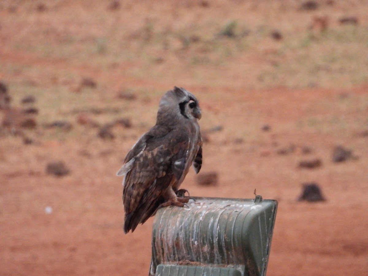 Verreaux's Eagle-Owl - ML645061513