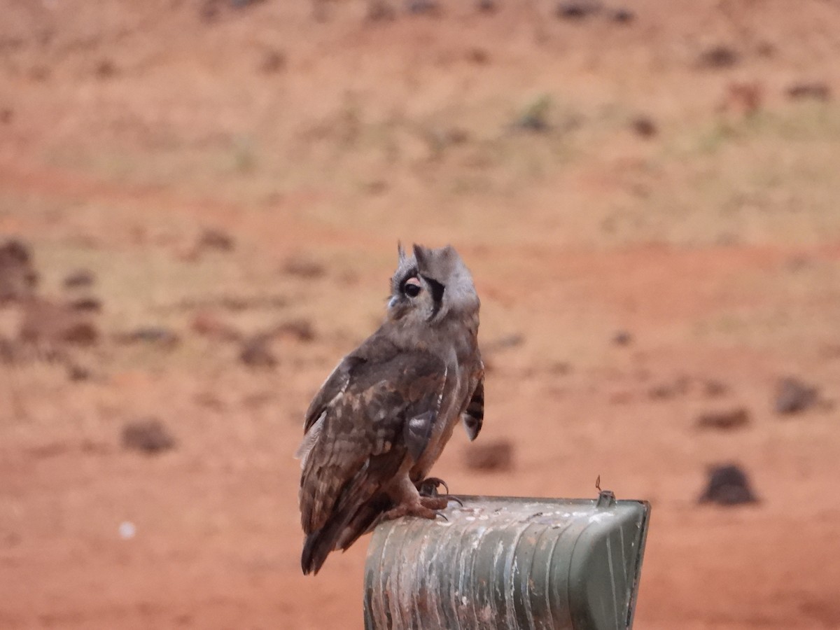Verreaux's Eagle-Owl - ML645061516