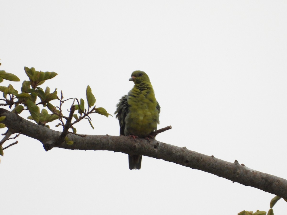 African Green-Pigeon - ML645061520