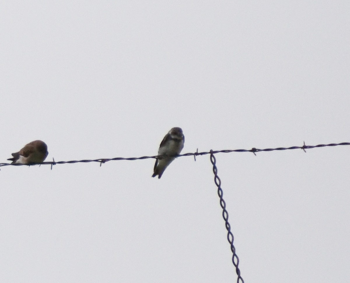 Uhalde-enara arrunta - ML645061528