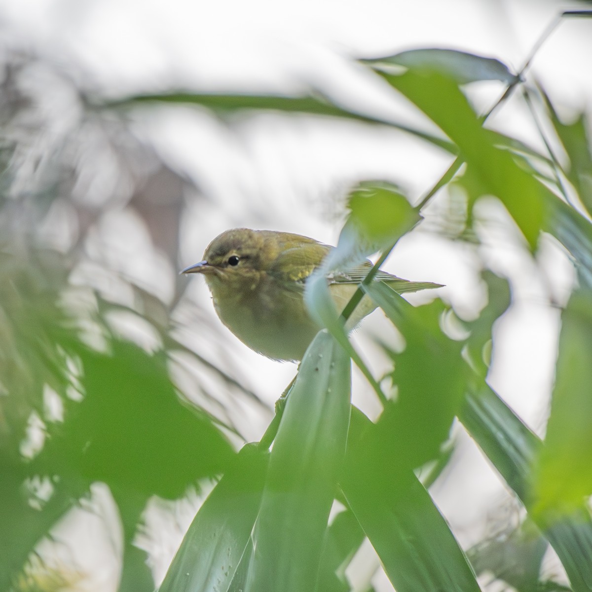 Tennessee Warbler - ML645061535