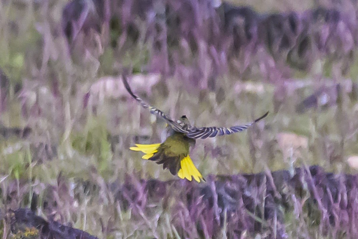 Gobernador Crestado - ML645061537