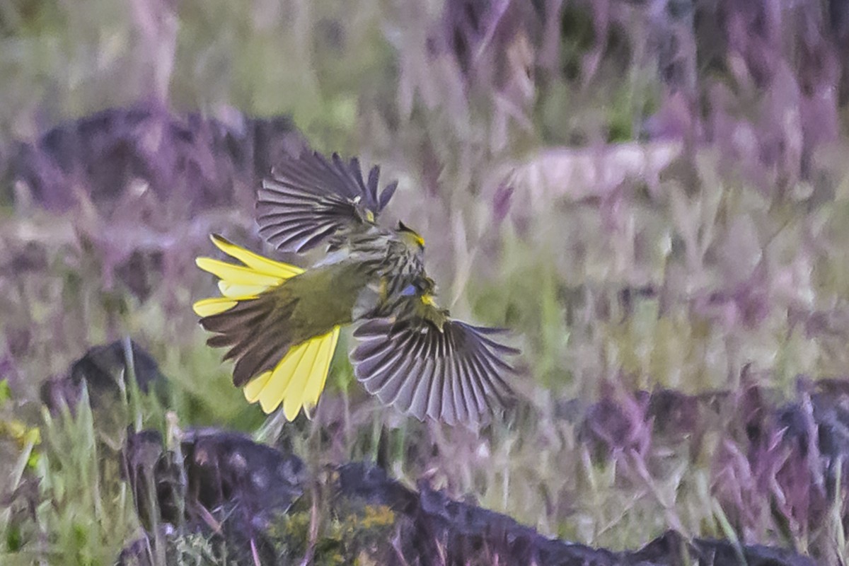 Gobernador Crestado - ML645061539