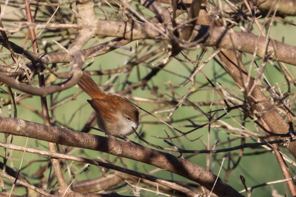 Cetti's Warbler - ML645061544