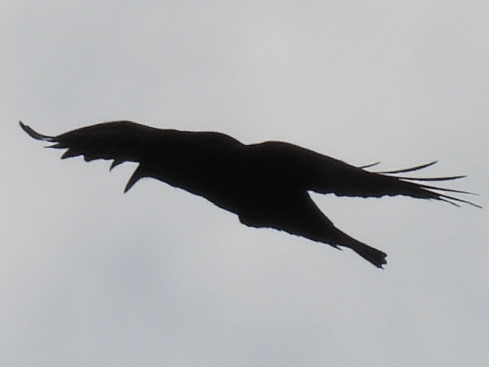 Common Raven - ML645061548