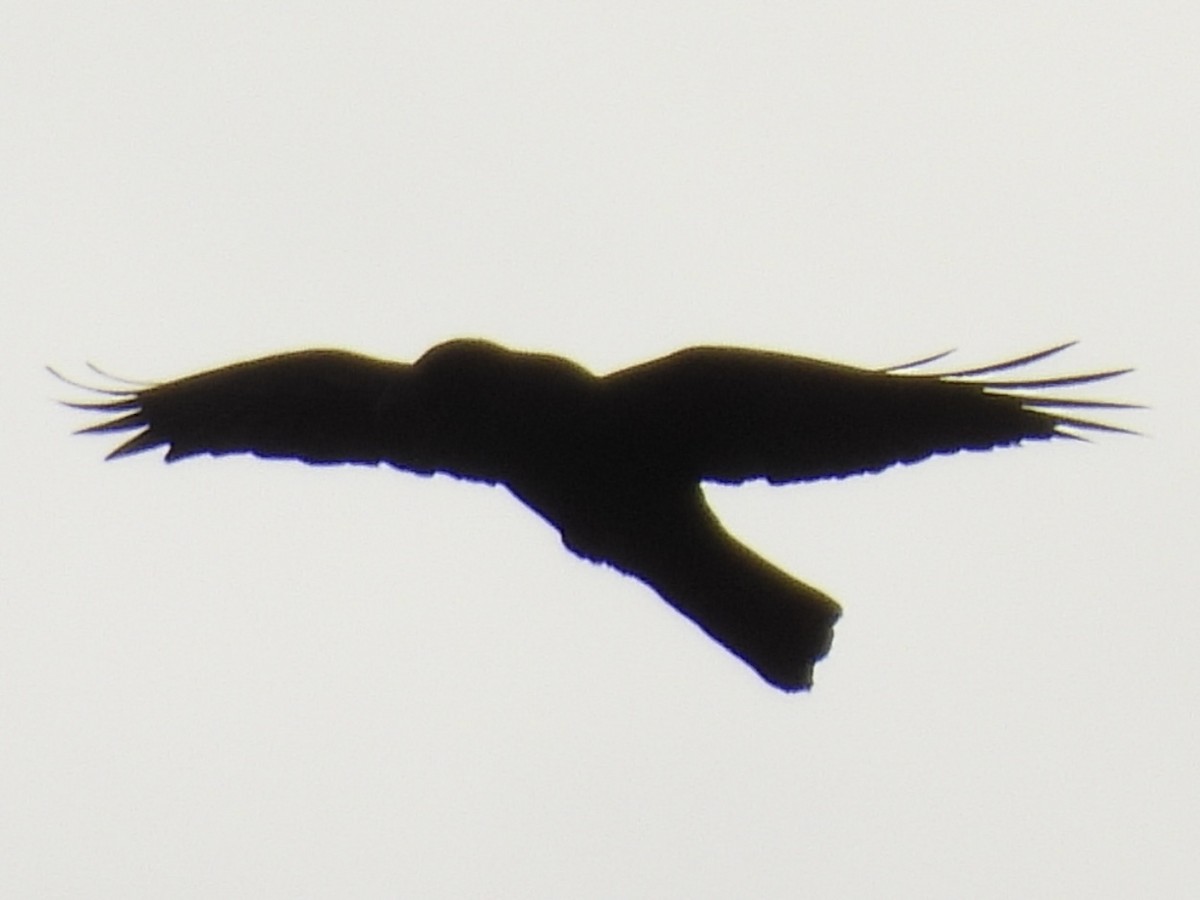 Common Raven - ML645061549