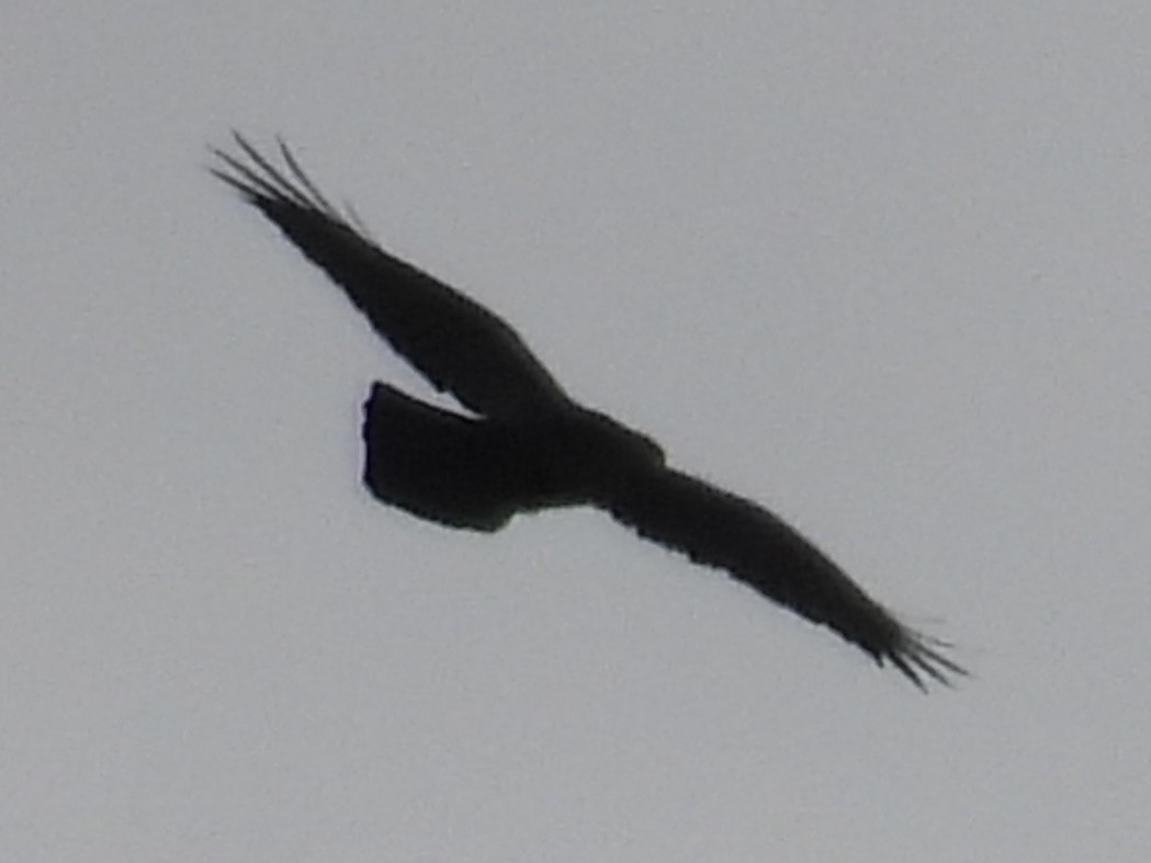 Common Raven - ML645061550