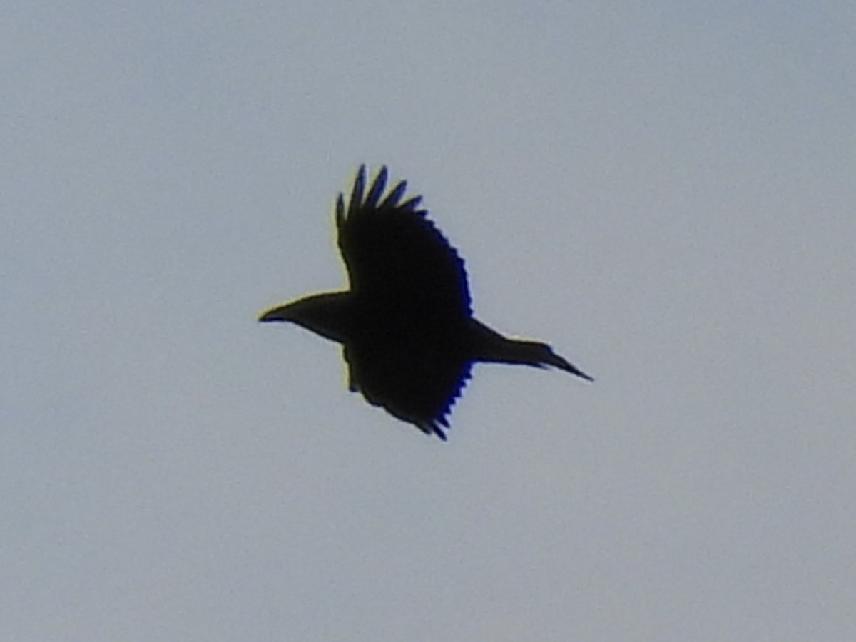 Common Raven - ML645061551