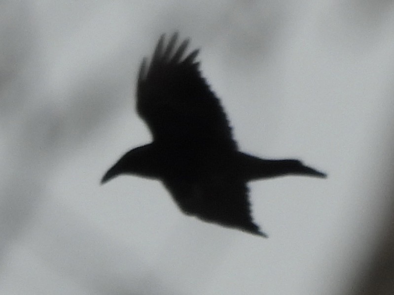 Common Raven - ML645061553