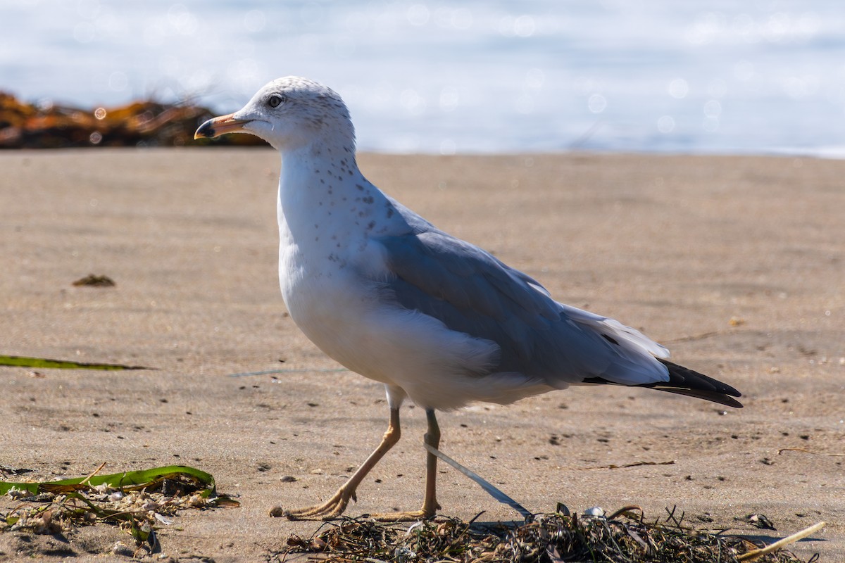 Ring-billed Gull - ML645061567