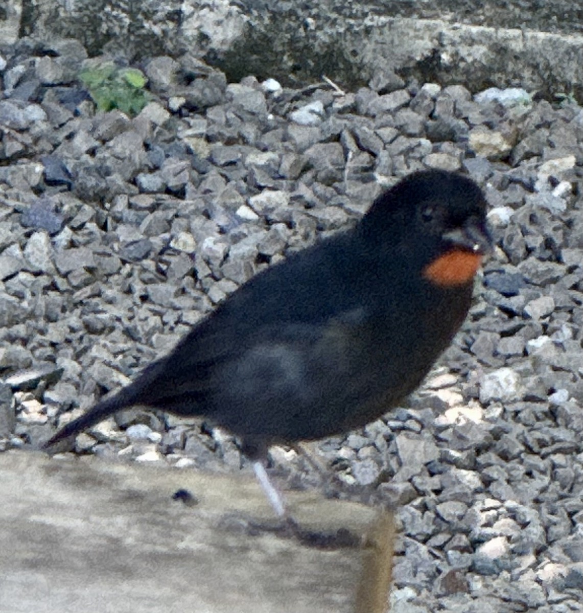 Lesser Antillean Bullfinch - ML645061568