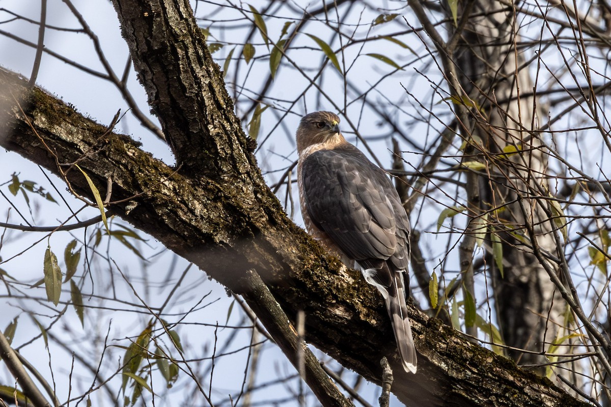 Cooper's Hawk - ML645061577