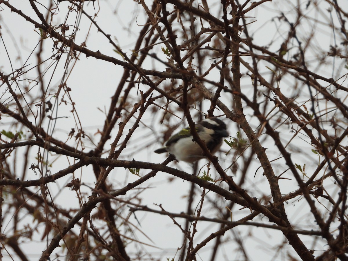 Black-throated Barbet - ML645061581
