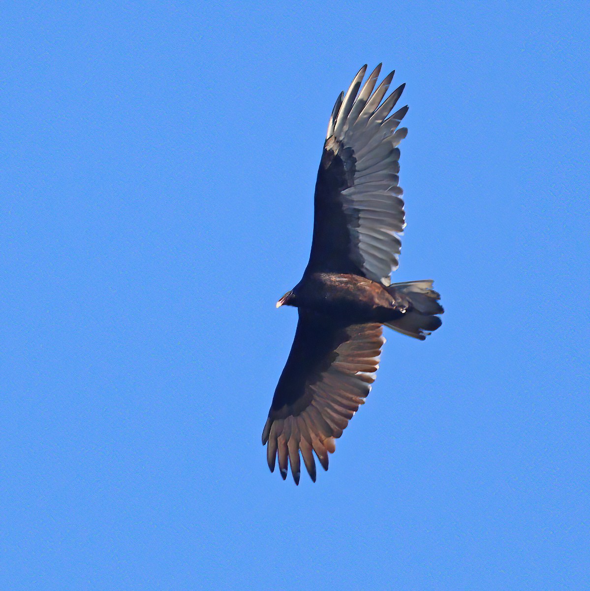 Turkey Vulture - ML645061591