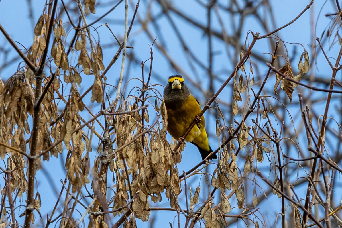 Evening Grosbeak - ML645061604