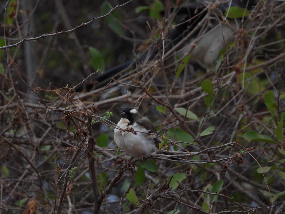 White-browed Sparrow-Weaver - ML645061607