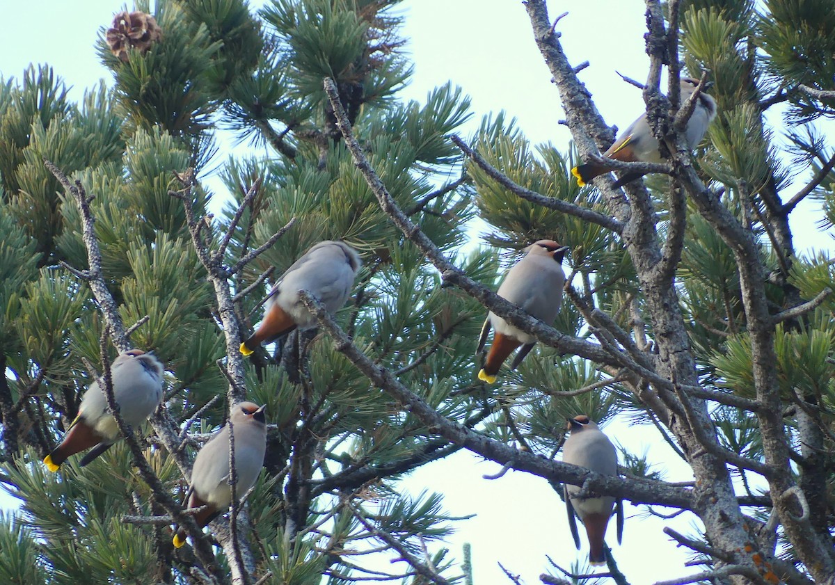 Bohemian Waxwing - ML645061611