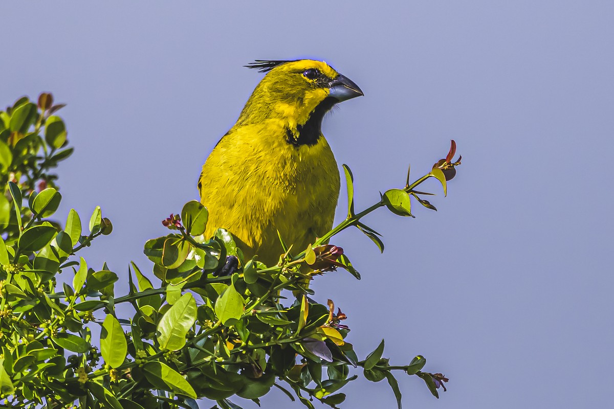 Gobernador Crestado - ML645061612