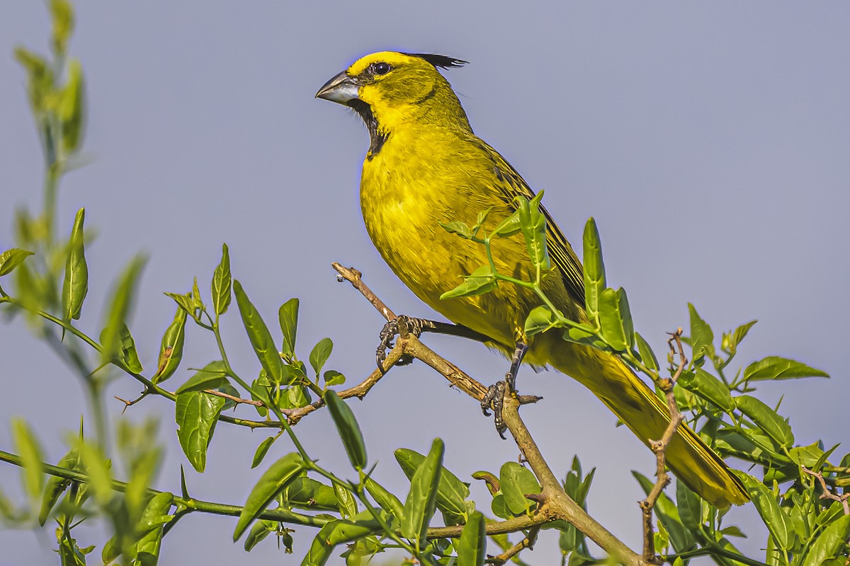 Gobernador Crestado - ML645061617