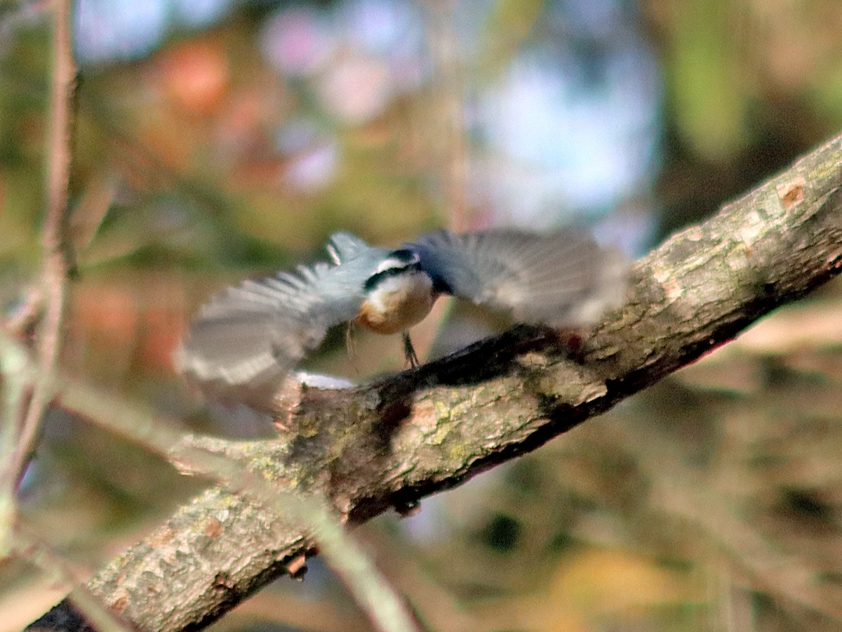 Red-breasted Nuthatch - ML645061618