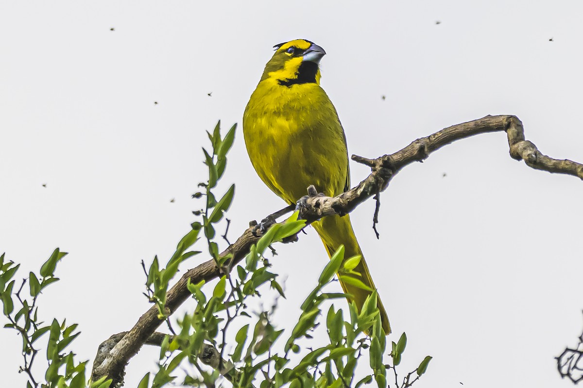 Gobernador Crestado - ML645061628