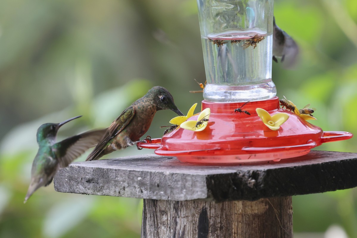 チャムネテリハチドリ - ML645061658