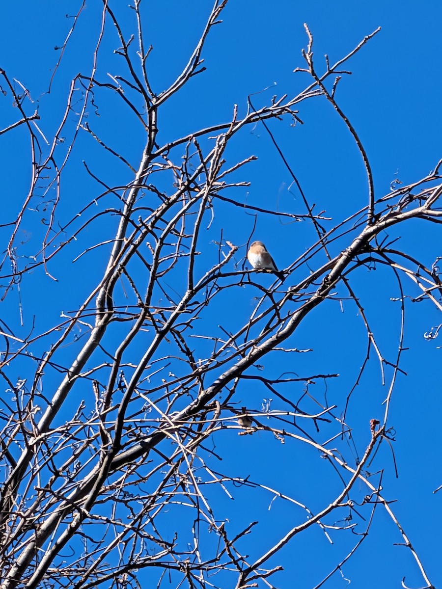 Eastern Bluebird - ML645061663