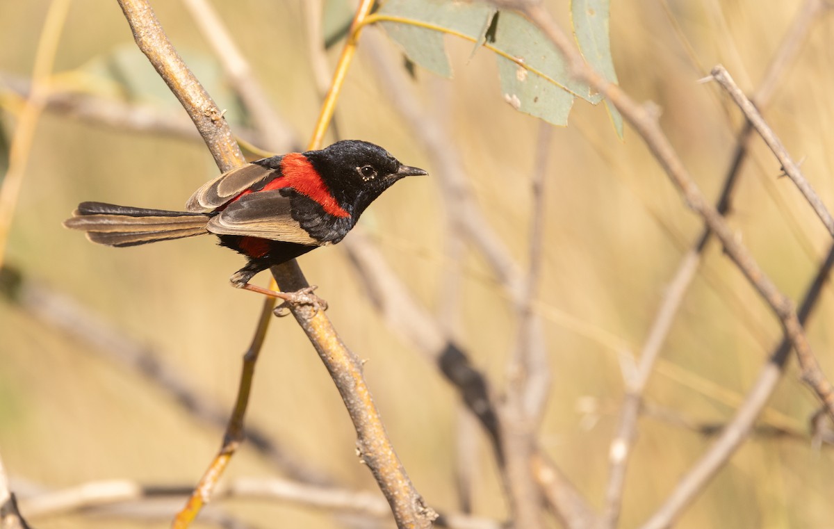 černáček rudohřbetý - ML645061668