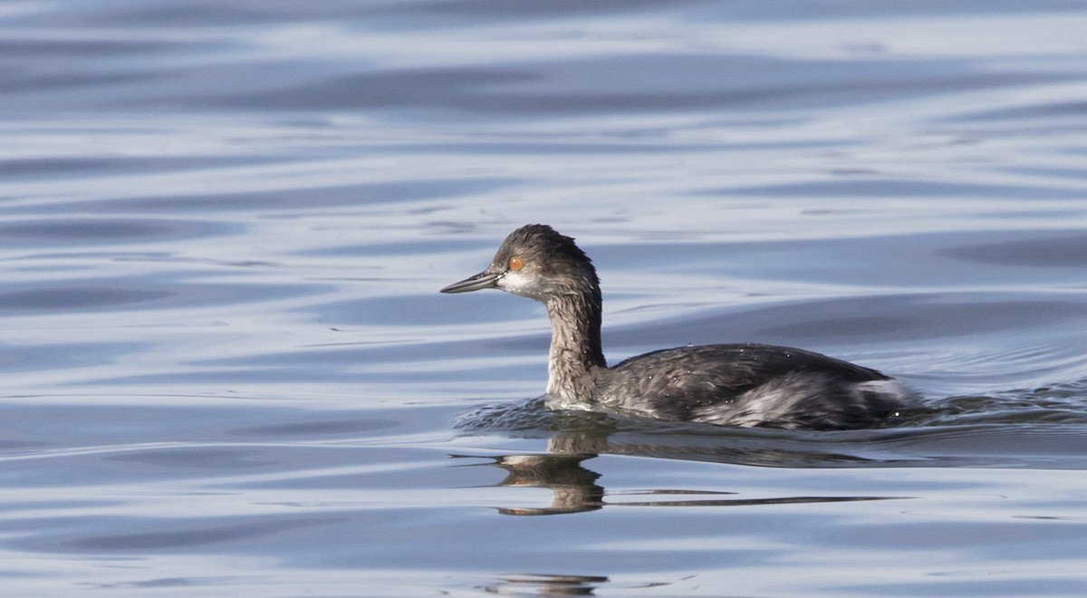 黑頸鸊鷉 - ML645061672