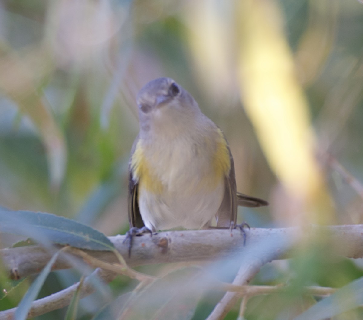 Горихвостковая древесница - ML645061694