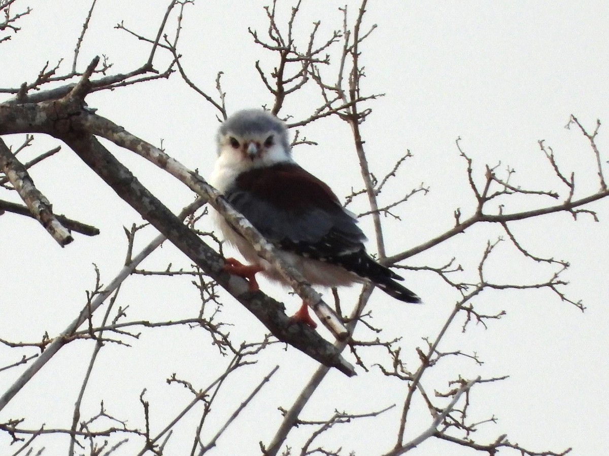 Pygmy Falcon - ML645061709
