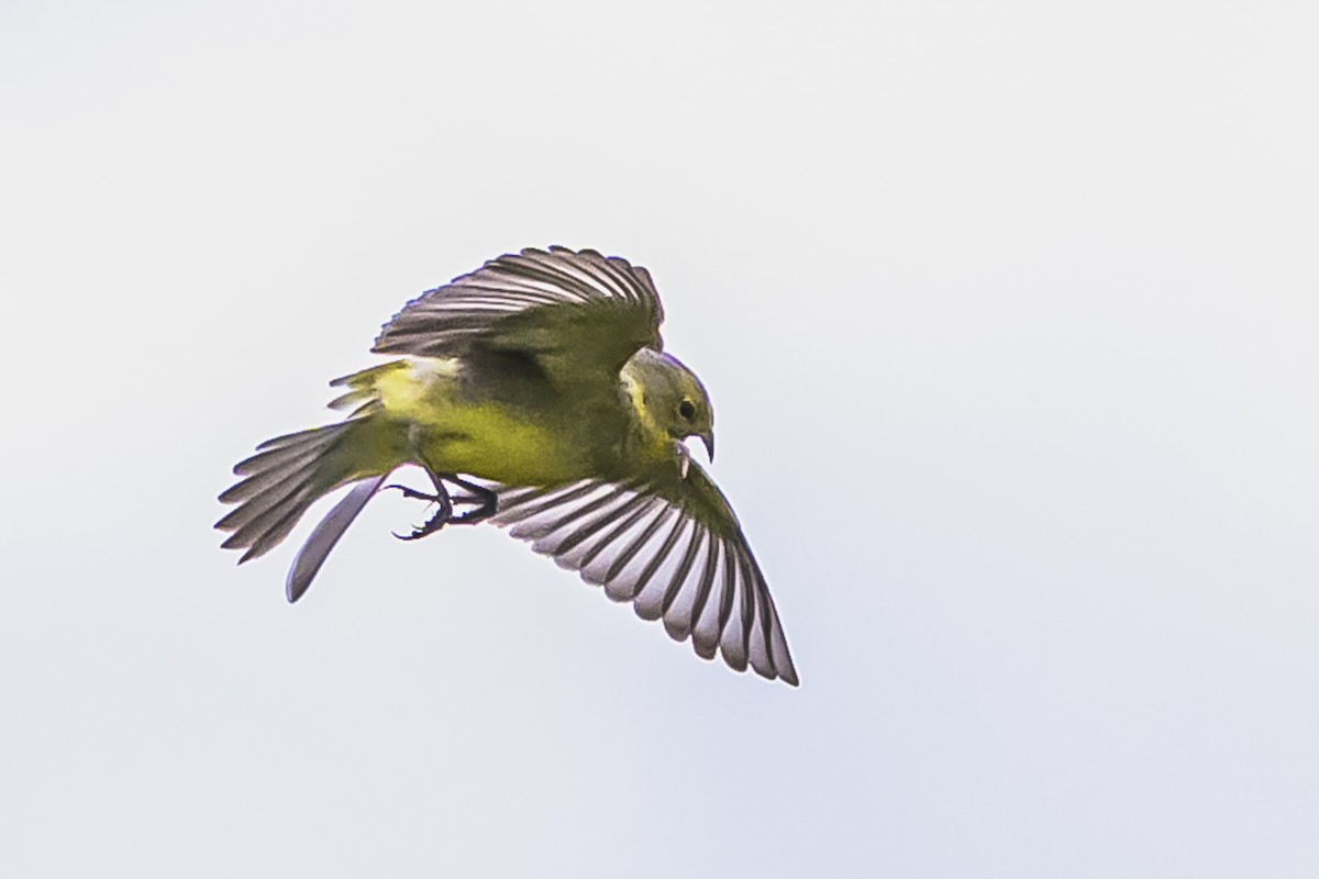 Kurzschnabel-Gilbtangare - ML645061723