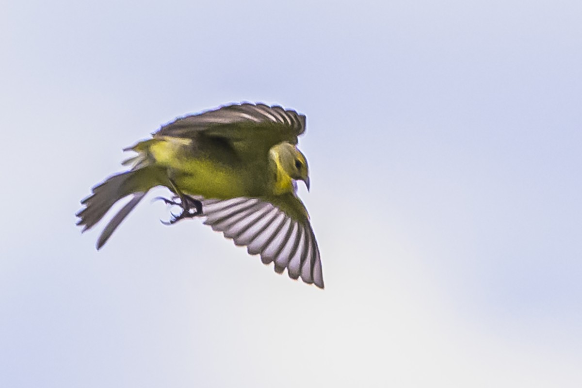 Kurzschnabel-Gilbtangare - ML645061724