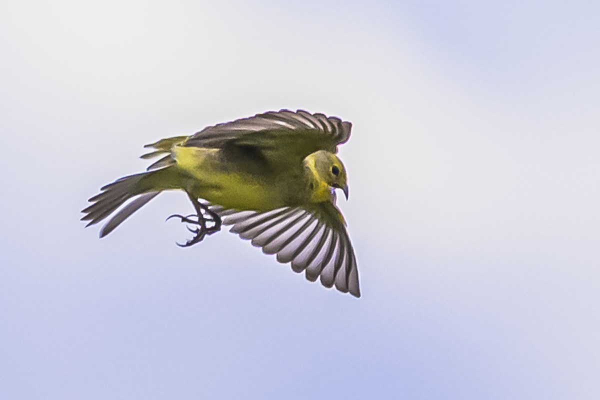 Kurzschnabel-Gilbtangare - ML645061728