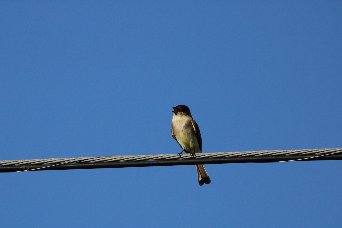 Eastern Phoebe - ML645061729