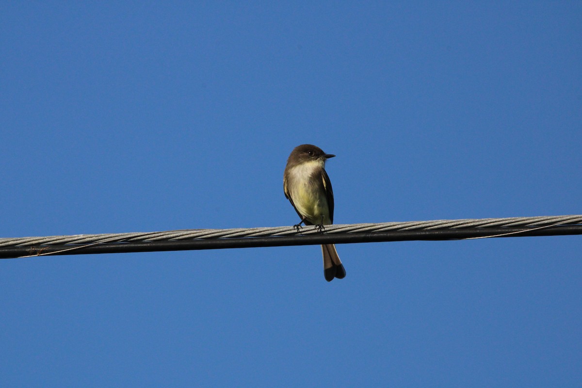Eastern Phoebe - ML645061730