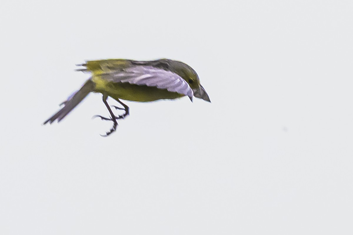 Kurzschnabel-Gilbtangare - ML645061735