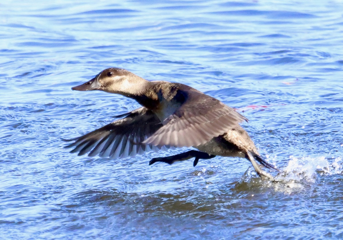 Ruddy Duck - ML645061739