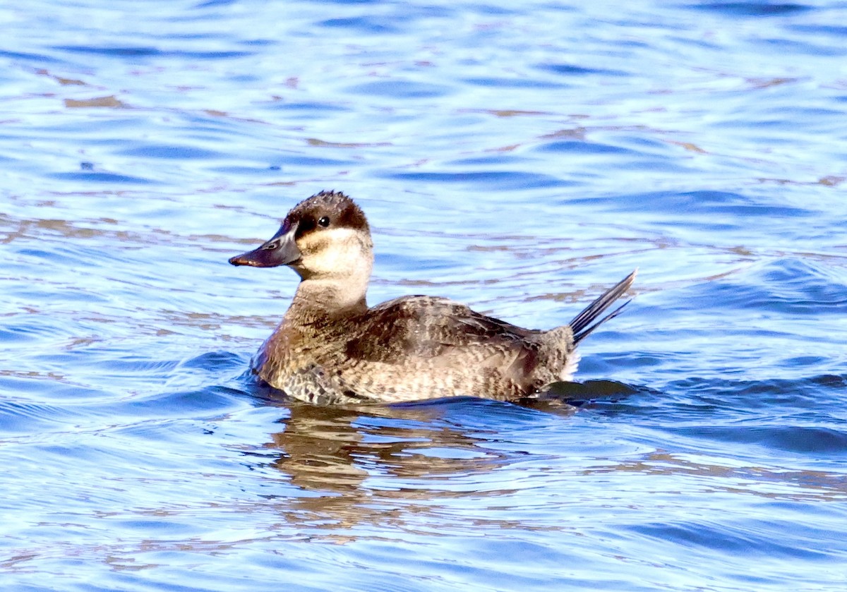 Ruddy Duck - ML645061741