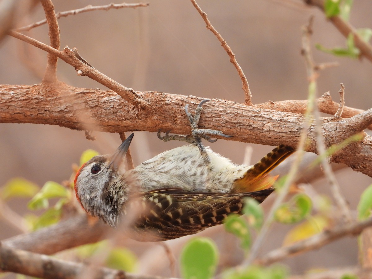 Cardinal Woodpecker - ML645061744