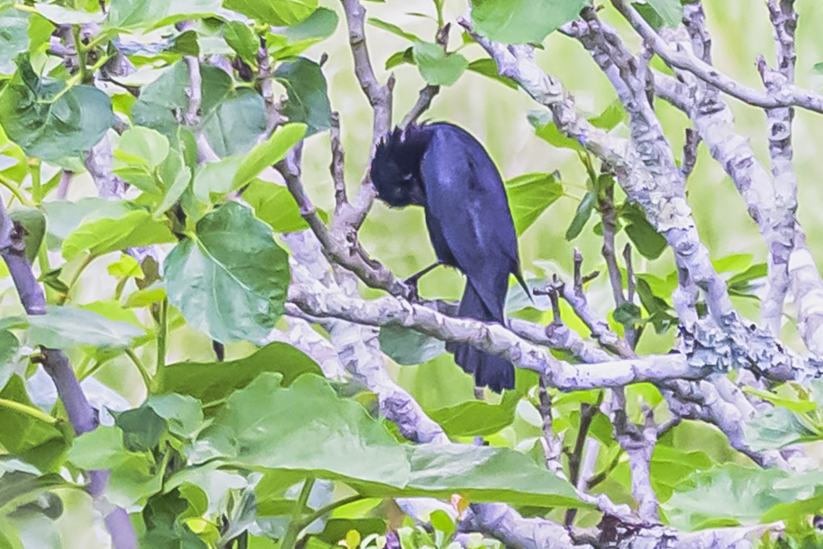 Shiny Cowbird - ML645061750