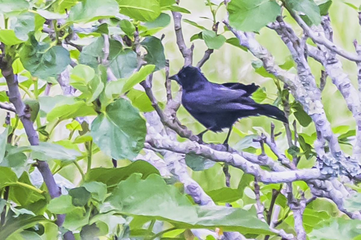 Shiny Cowbird - ML645061752