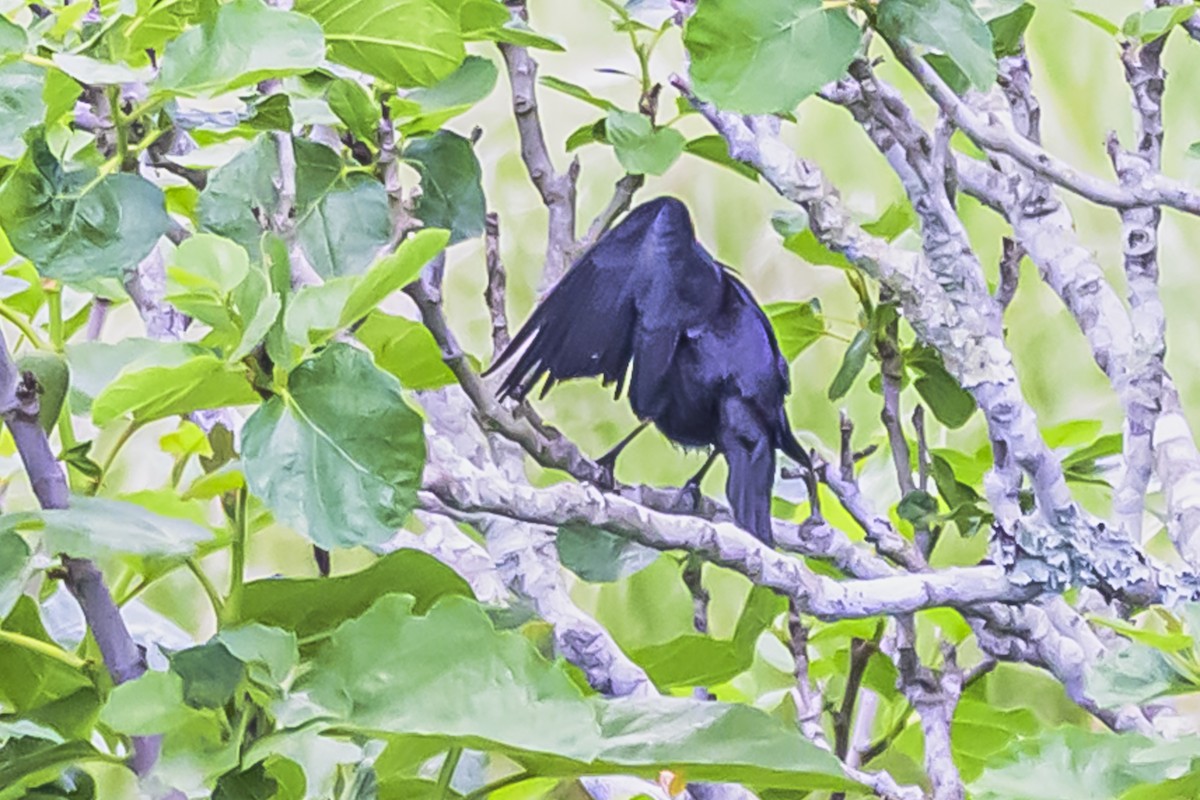 Shiny Cowbird - ML645061753