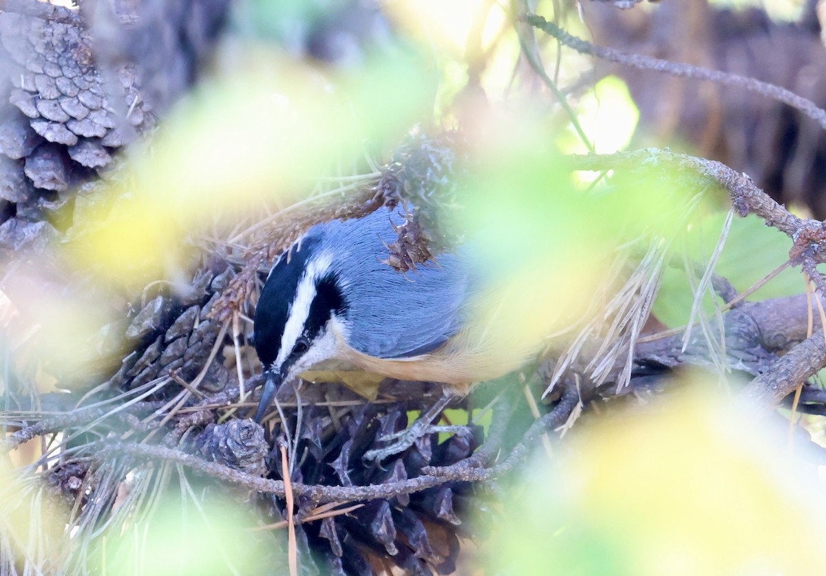 Red-breasted Nuthatch - ML645061754
