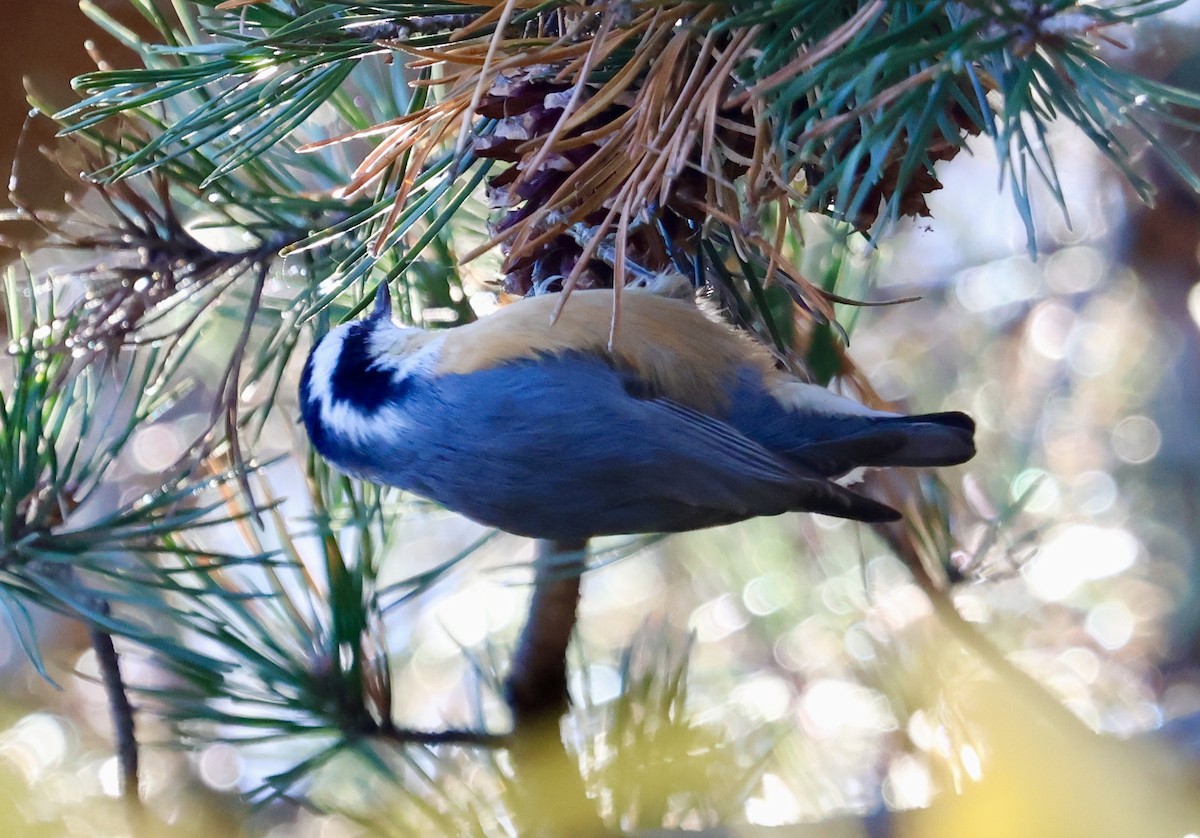 Red-breasted Nuthatch - ML645061755
