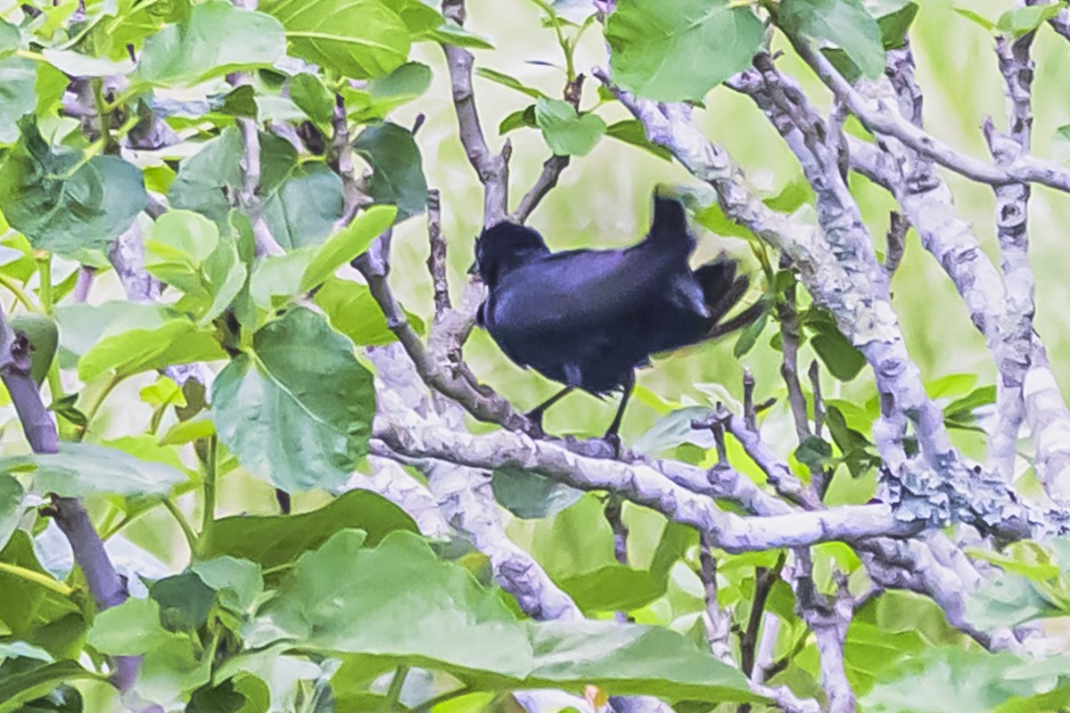 Shiny Cowbird - ML645061756