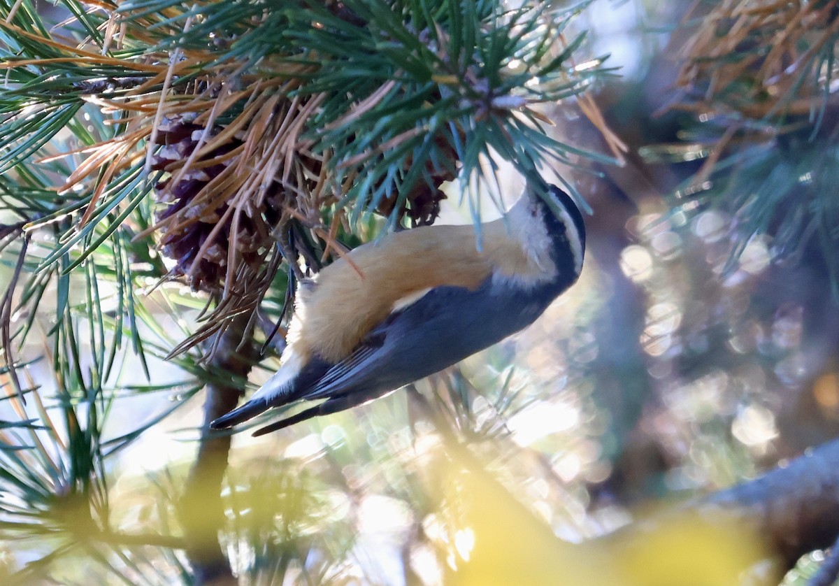 Red-breasted Nuthatch - ML645061757