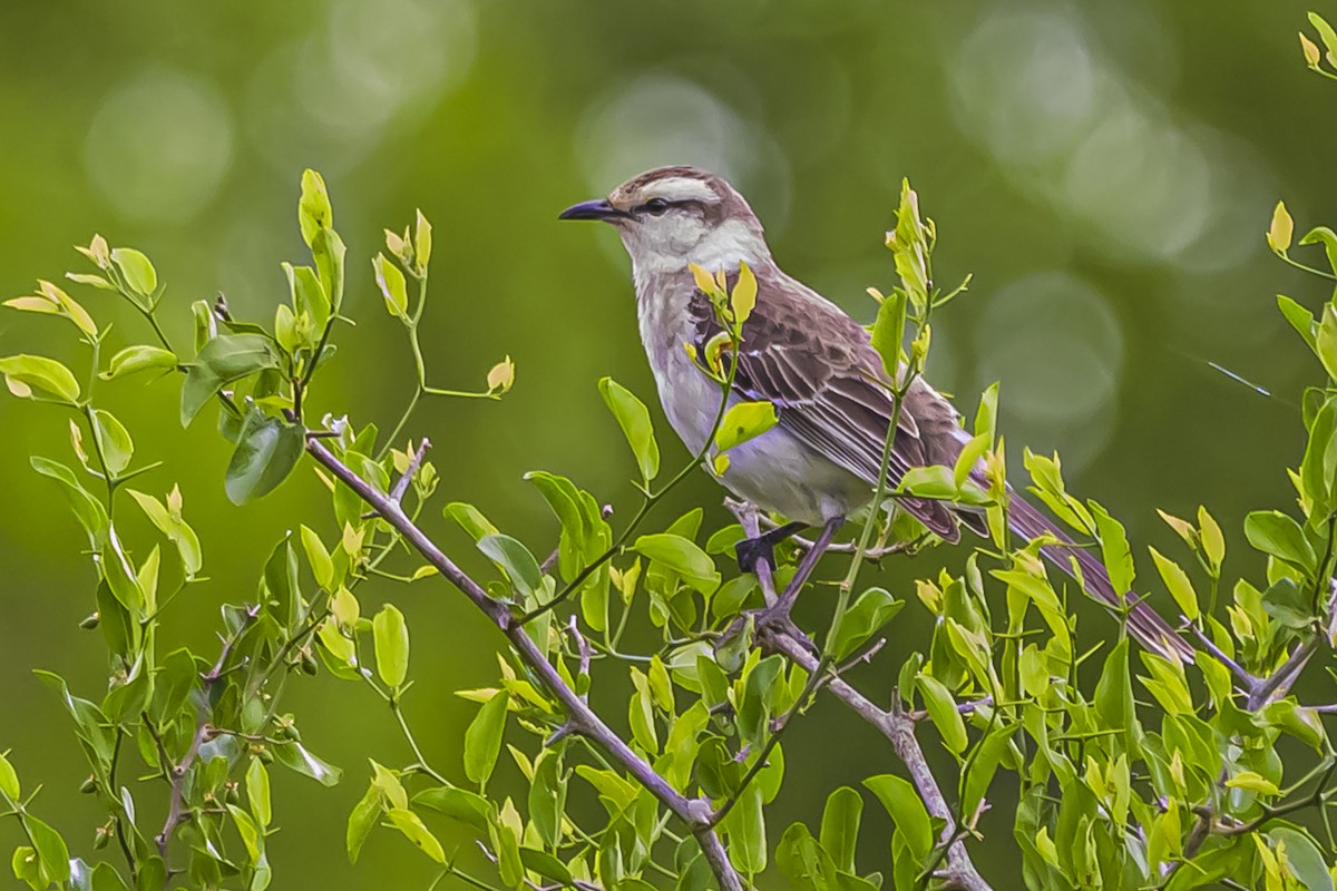 Chalk-browed Mockingbird - ML645061758