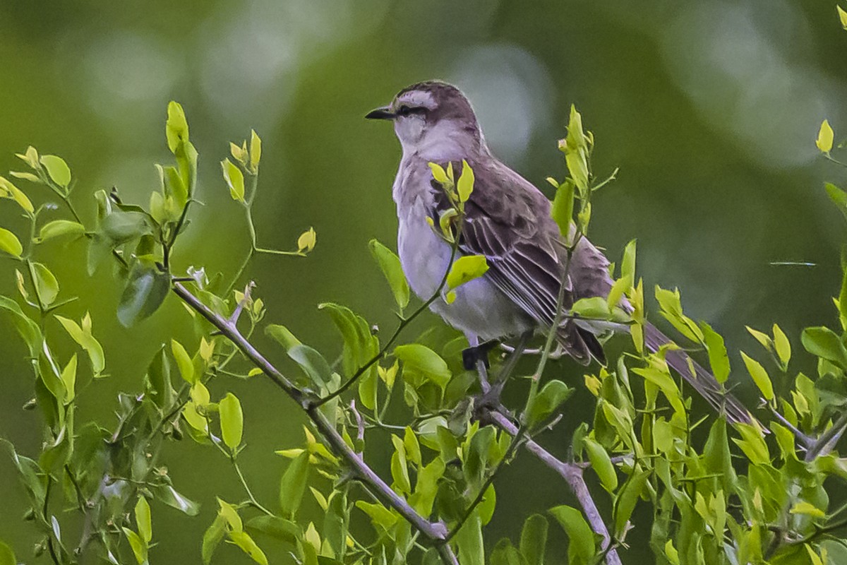 Chalk-browed Mockingbird - ML645061759