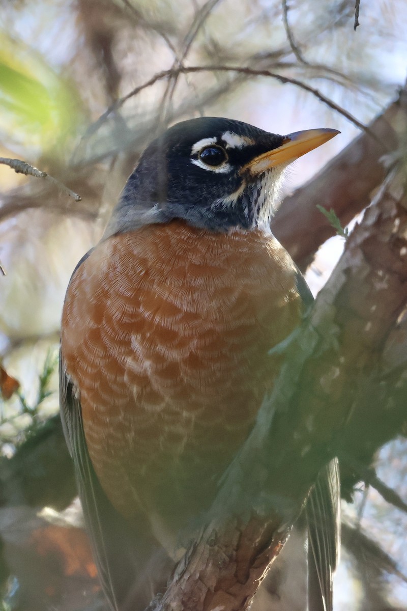 American Robin - ML645061760